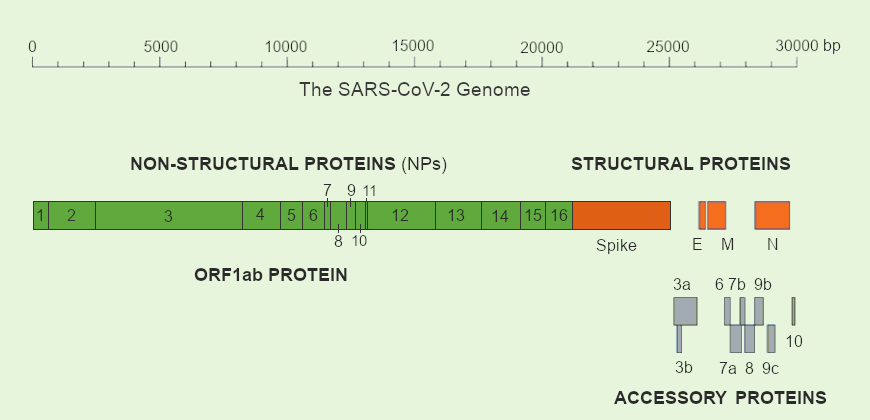 SARS-CoV-2 genome contains many protein coding genes including the major structural proteins (S, M, E and N), nsps and accessory proteins
